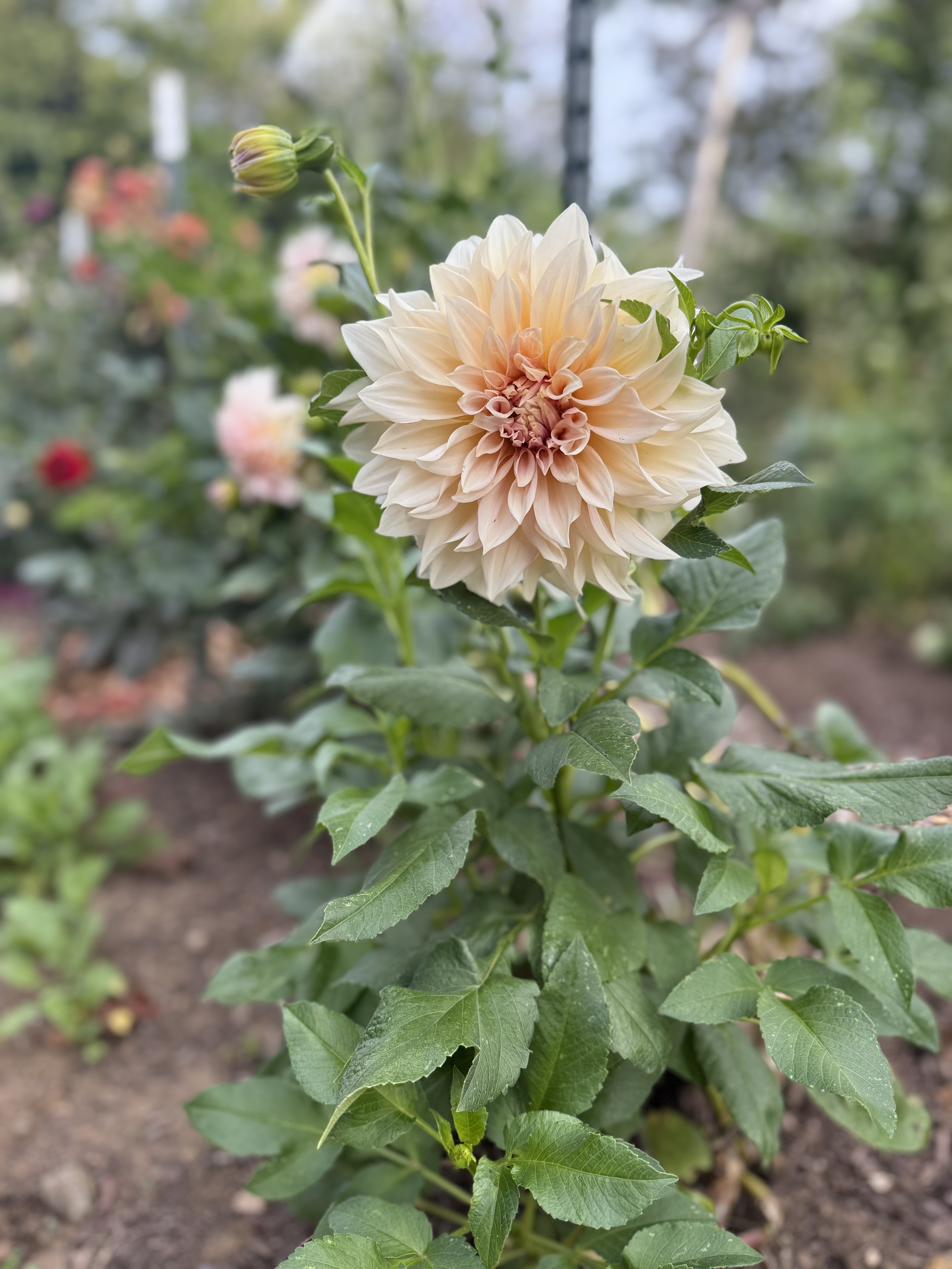 Café au Lait dahlia