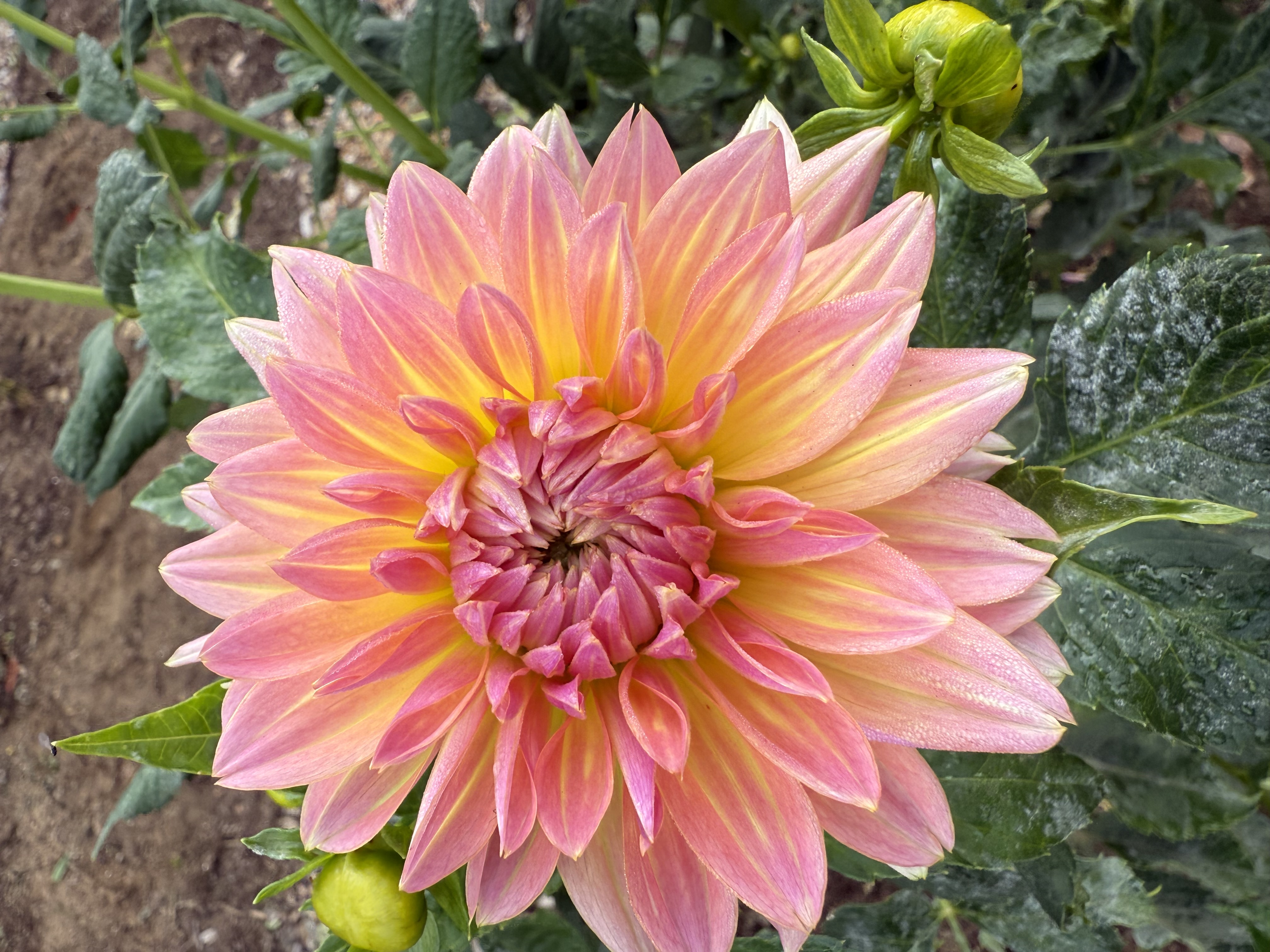Pink and yellow dahlia