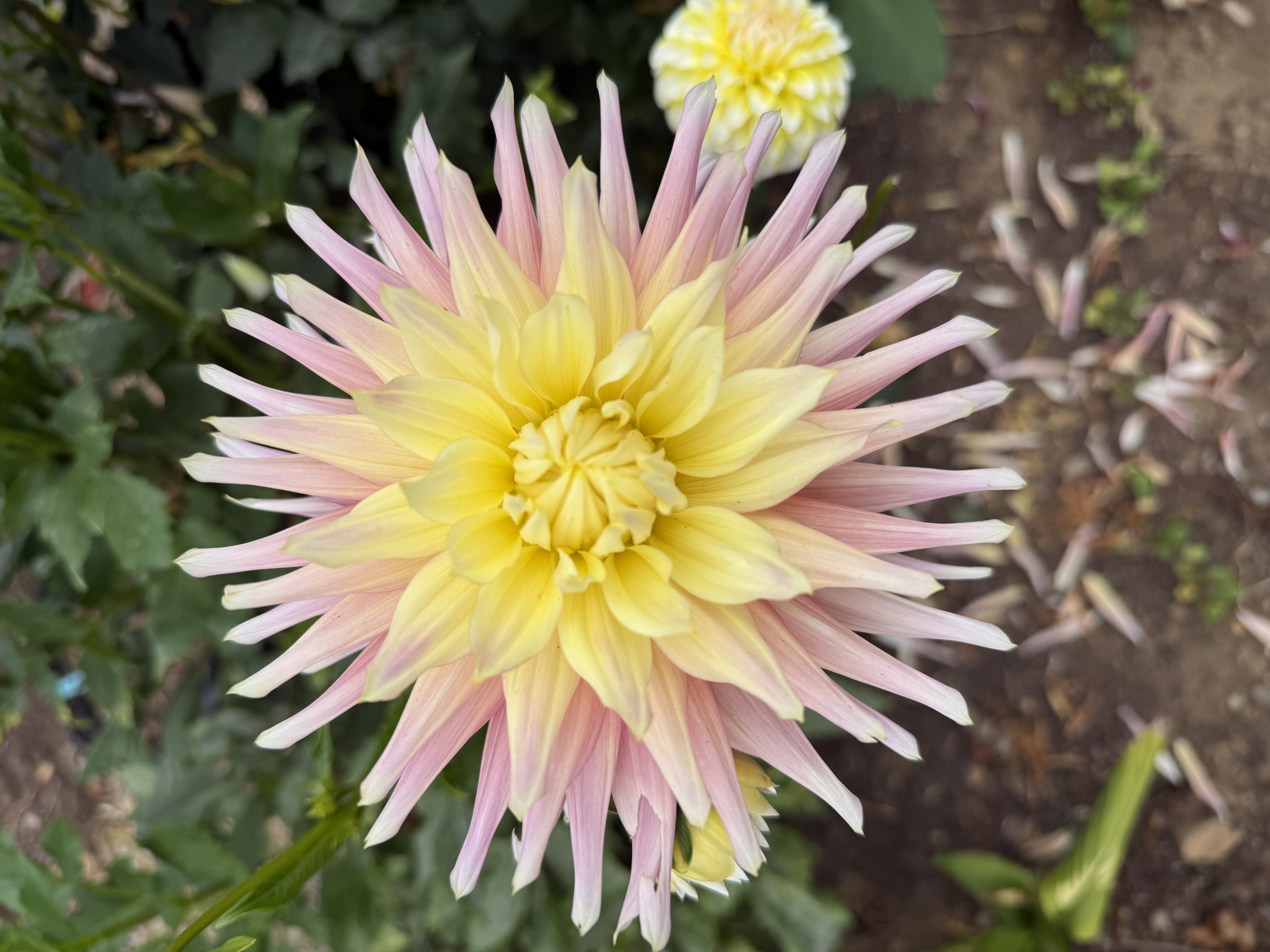 Pink and gold dahlia