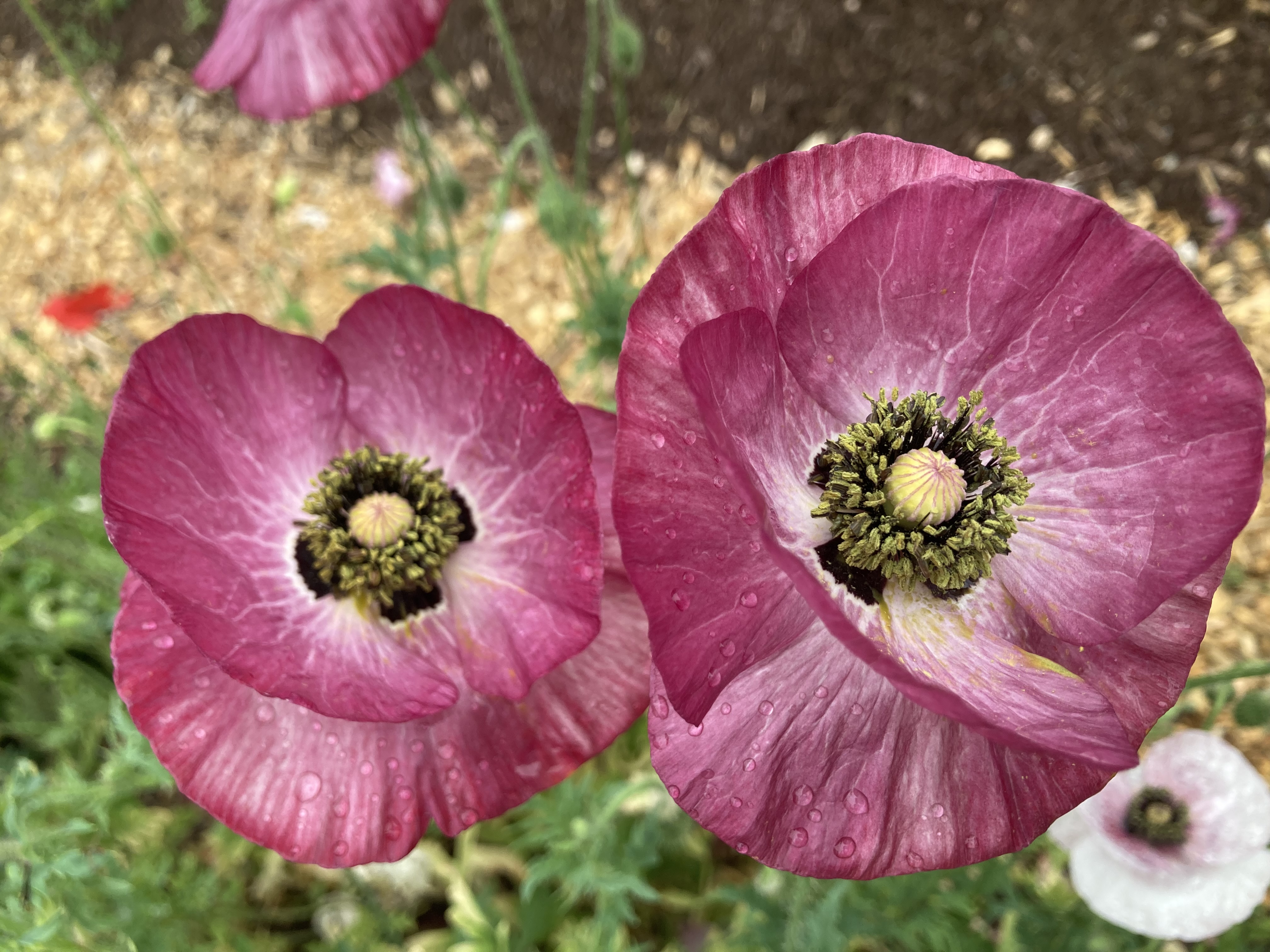 Breadseed poppies