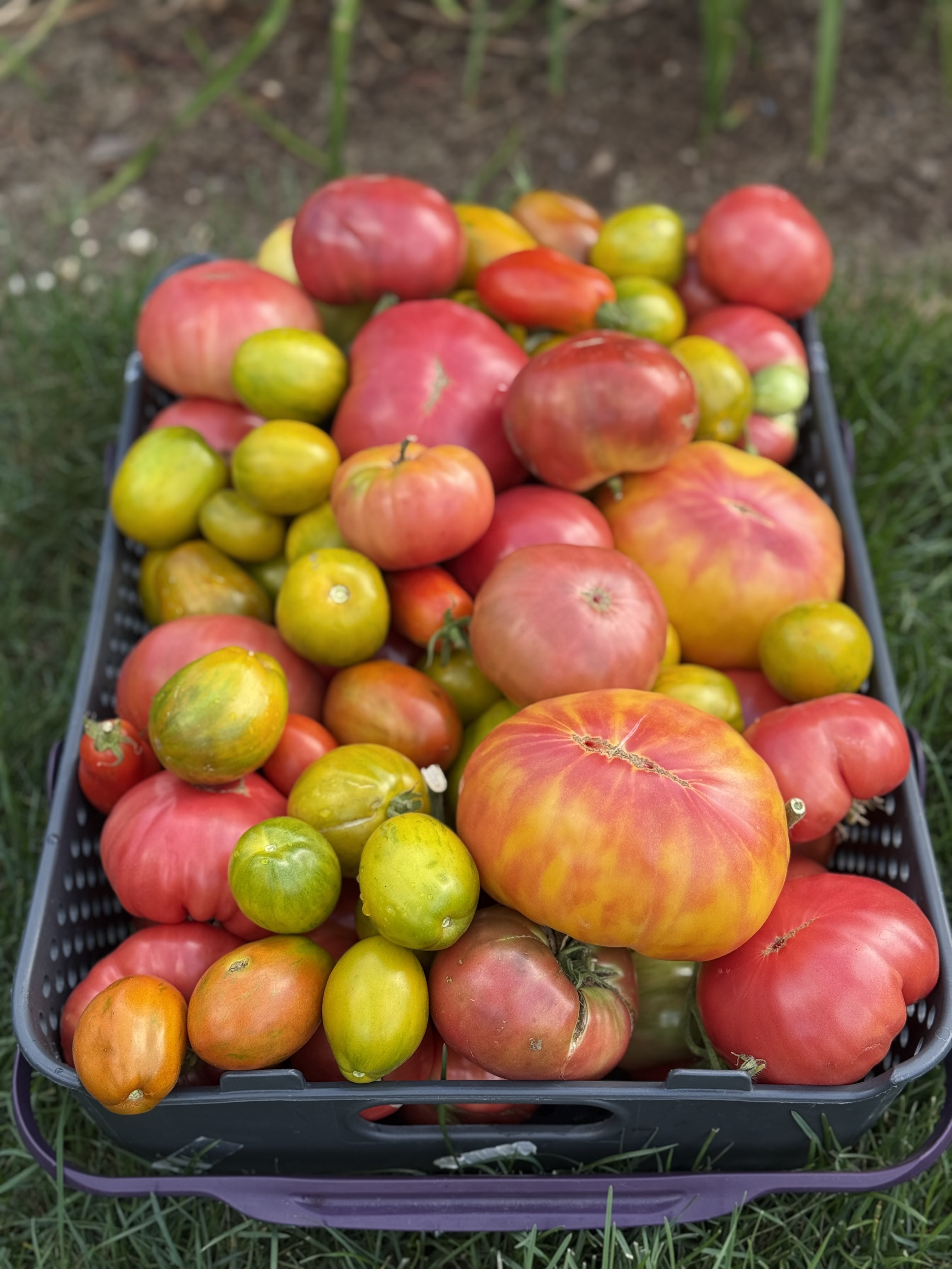 Heirloom tomatoes harvest